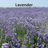 Lavender Wax Melts
