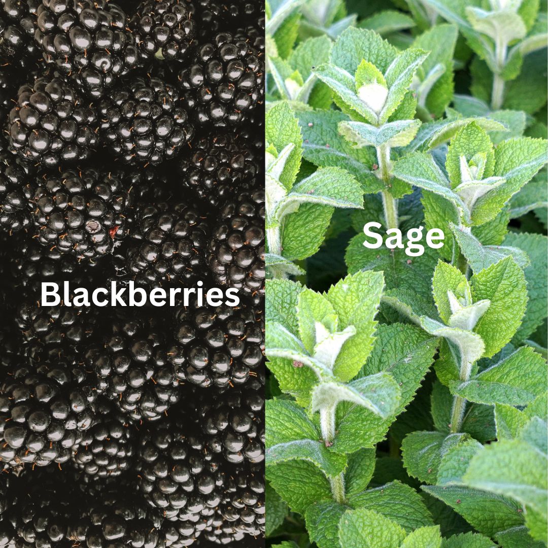 Blackberry + Sage 1 Wick Candle