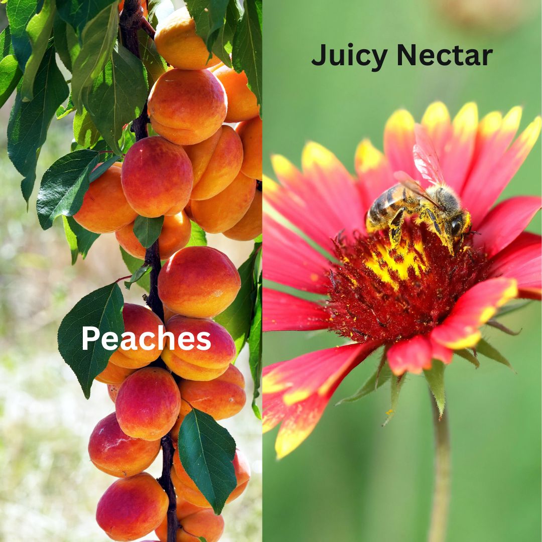 Peach Nectar Wax Melts
