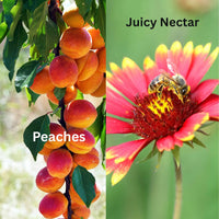 Peach Nectar Wax Melts